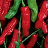 4" pot - Peppers