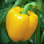 4" pot - Peppers