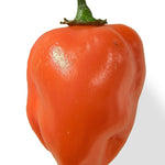 4" pot - Peppers