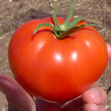 6.3" pot - Tomatoes