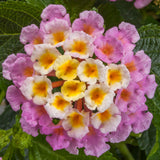 5" pot - Lantana