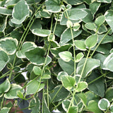 4" pot - Vinca Vine