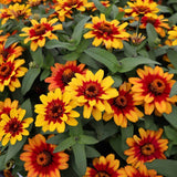 3.5" pot - Zinnia