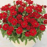 3.5" pot - Zinnia