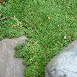 Herb - 4" pot